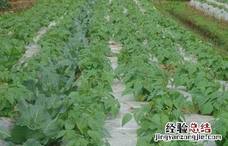 四季豆的种植时间和种植方法视频 四季豆的种植时间和种植方法