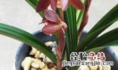 墨兰一年开几次花墨兰用多菌灵泡根 墨兰一年开几次花