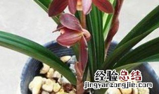 墨兰一年开几次花墨兰用多菌灵泡根 墨兰一年开几次花