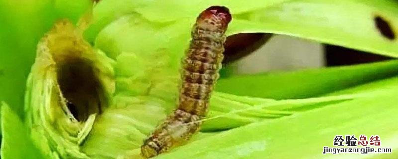 氯虫苯甲酰胺能杀钻心虫吗 虫酰肼能打死钻心虫吗