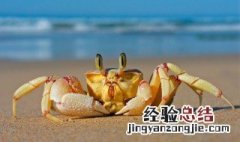 螃蟹流油是怎么回事 螃蟹为什么会流油