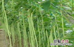 豆角种植时间及技术要点 豆角种植的时间与方法