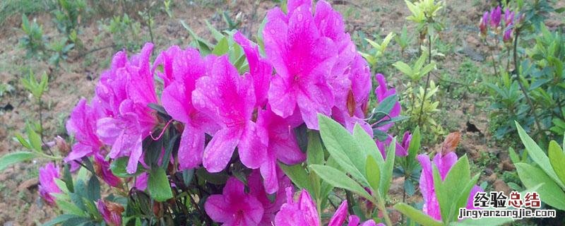 花木是什么 花木槿是什么电视剧