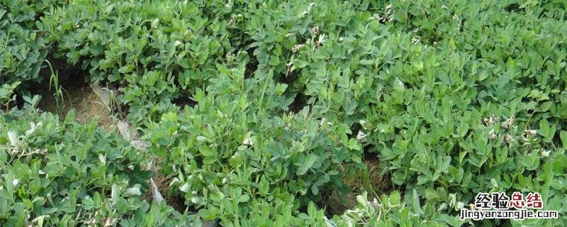 花生药害用什么药解除 花生发病用什么药来杀