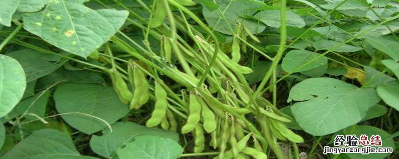 大豆高产栽培技术要点 大豆的高产栽培方法