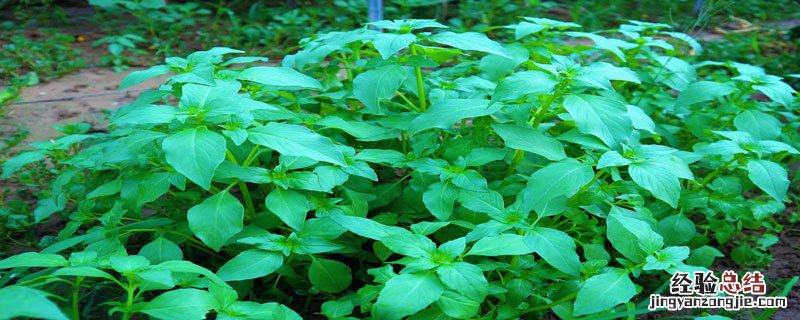 大叶荆芥的种植方法 荆芥种植全过程