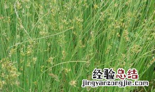 麦冬和灯心草的功效与作用及食用方法 灯心草的功效与作用及食用方法