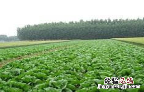 娃娃菜种植时间和方法 娃娃菜种植时间与方法