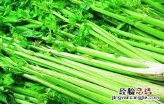 芹菜的种植方法与时间 芹菜的种植方法与时间图片
