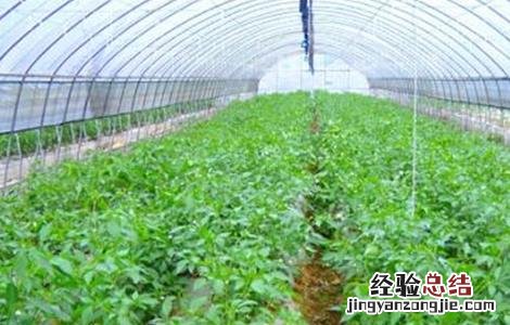 辣椒的种植方法和时间 辣椒的种植方法和时间介绍