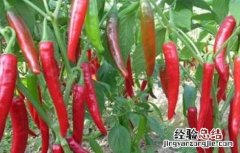 辣椒的种植方法和时间 辣椒的种植方法和时间介绍