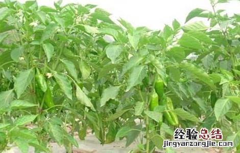 辣椒的种植方法和时间 辣椒的种植方法和时间介绍