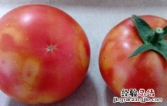 西红柿转色不均匀的原因和解决方法 番茄转色不均匀什么原因