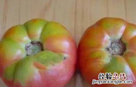 西红柿转色不均匀的原因和解决方法 番茄转色不均匀什么原因