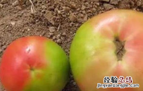 西红柿转色不均匀的原因和解决方法 番茄转色不均匀什么原因