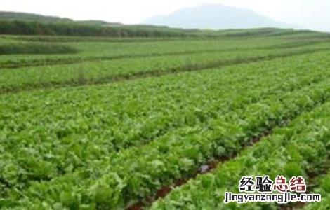 菠菜的种植时间和方法 菠菜怎么种植时间