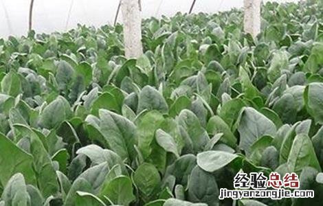 菠菜的种植时间和方法 菠菜怎么种植时间