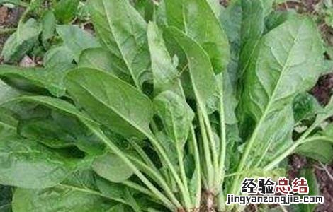 菠菜的种植时间和方法 菠菜怎么种植时间