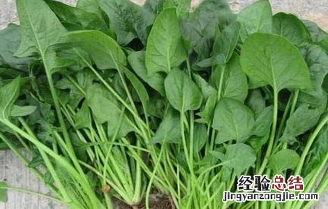 菠菜的种植时间和方法 菠菜怎么种植时间