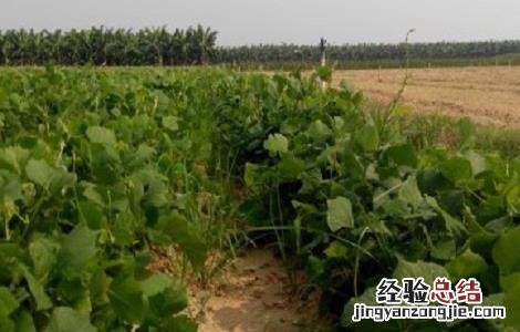 凉薯怎么种植方法如下 凉薯的种植方法与时间