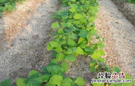 凉薯怎么种植方法如下 凉薯的种植方法与时间