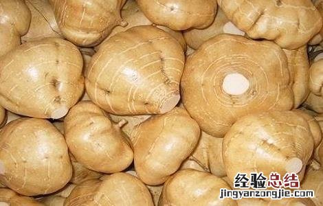 凉薯怎么种植方法如下 凉薯的种植方法与时间