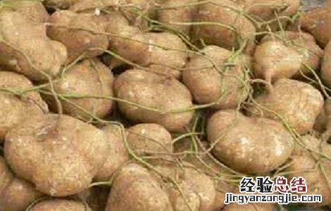 凉薯怎么种植方法如下 凉薯的种植方法与时间