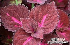 紫苏的种植方法 紫苏的种植方法和用什么肥料