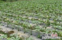秋葵的种植技术要点 秋葵的种植技术