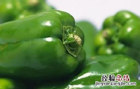 不辣的辣椒是什么椒 不辣菜椒的简介及图片欣赏