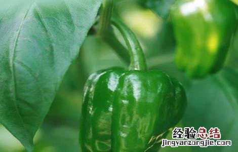 不辣的辣椒是什么椒 不辣菜椒的简介及图片欣赏