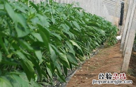 不辣的辣椒是什么椒 不辣菜椒的简介及图片欣赏