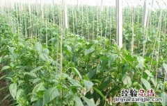 不辣的辣椒是什么椒 不辣菜椒的简介及图片欣赏