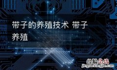带子的养殖技术 带子 养殖