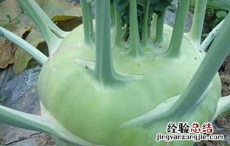 苤蓝怎么种植 苤蓝怎么种植,生长周期是多长时间?