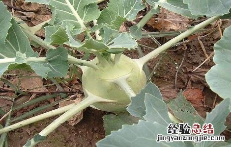 苤蓝怎么种植 苤蓝怎么种植,生长周期是多长时间?