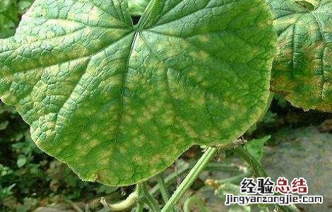 夏天黄瓜细菌性角斑病的防治方法 黄瓜细菌角斑病图片