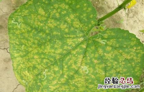 夏天黄瓜细菌性角斑病的防治方法 黄瓜细菌角斑病图片