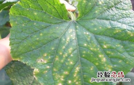 夏天黄瓜细菌性角斑病的防治方法 黄瓜细菌角斑病图片