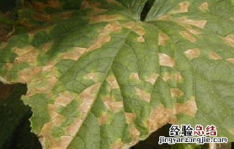 夏天黄瓜细菌性角斑病的防治方法 黄瓜细菌角斑病图片