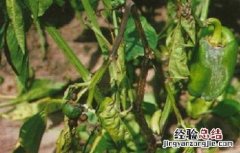 辣椒种植的病虫害图片及防治方法 辣椒种植的病虫害图片及防治方法大全