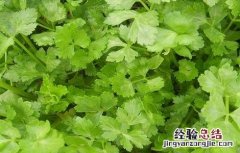 水芹菜是空心的吗 空心的芹菜是怎么回事