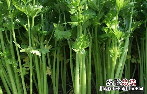 水芹菜是空心的吗 空心的芹菜是怎么回事
