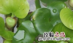 水葫芦的益处 水葫芦的好处