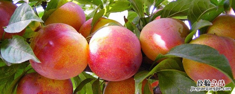 脆红李红点病用什么药 脆红李打什么药