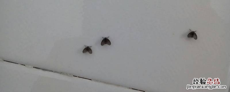 卫生间有小黑虫子怎么办 卫生间有小黑虫怎么办