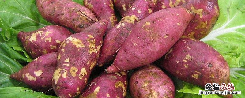 红薯栽种方法 红薯移栽密度