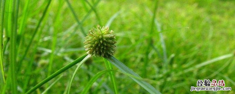 红薯地香附子用什么除草剂 红薯地香附子除草剂