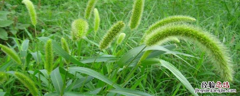 精稳杀得和盖草能的区别 精稳杀得除什么草