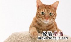 猫咪为什么每天吐 猫为什么每天吐